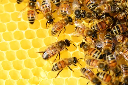 Many airports have implemented pollinator-friendly programs or developed apiaries on their grounds to help support bees.