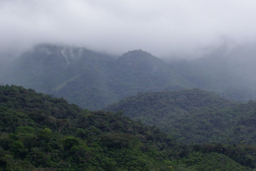 Brazil's Atlantic Forest 