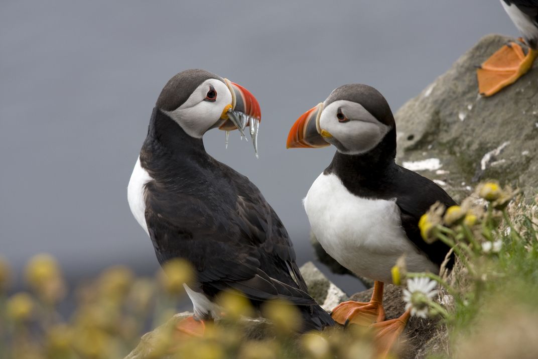 Atlantic puffins
