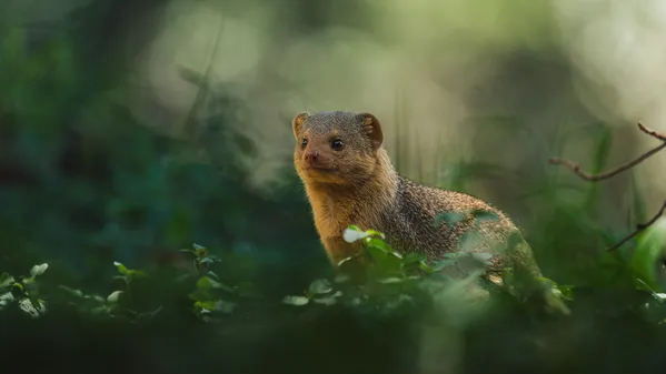 the meerkat's smile thumbnail