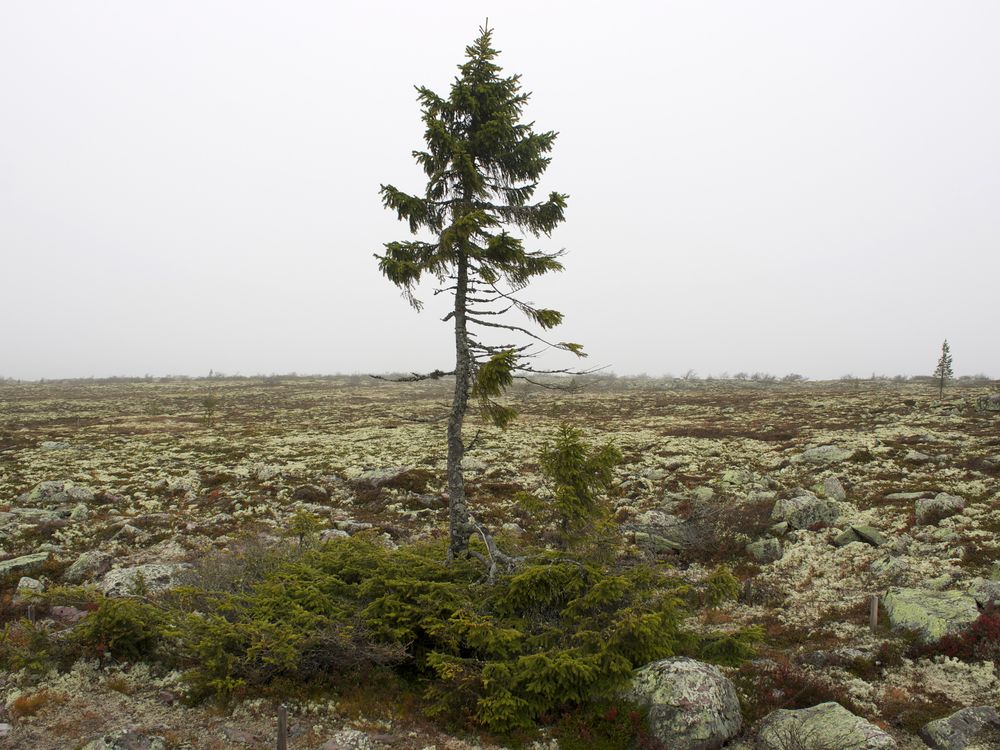 oldest living tree in the world