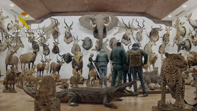 Taxidermy animals, with officials looking at the collection