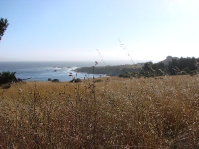 Grasses and coastal scrub photographed at Salt Point State Park in Northern California. This park is one of several coastal areas researchers surveyed as part of a new study of disease-carrying ticks.



