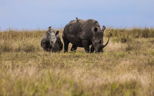 Black rhino family thumbnail