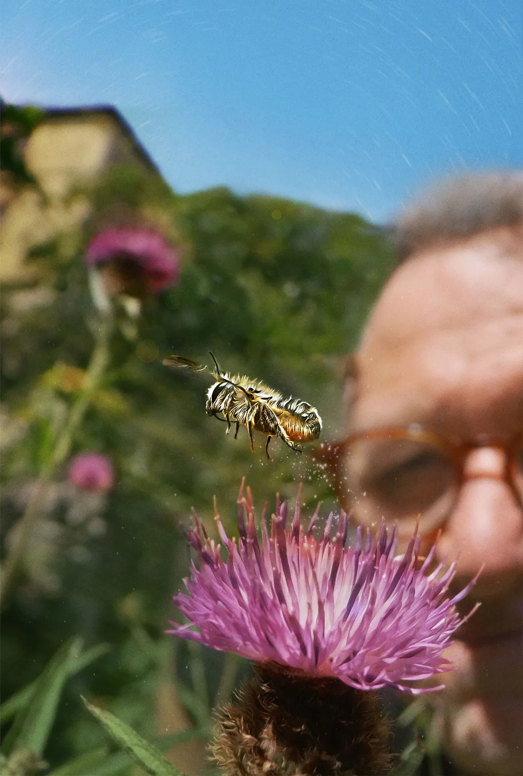 My Garden of a Thousand Bees