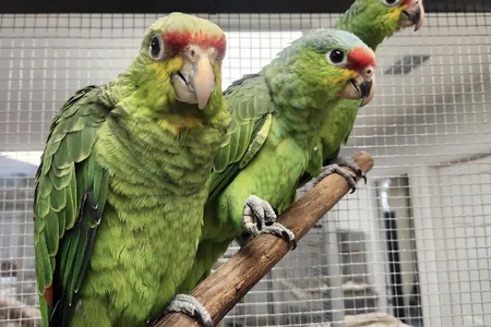 Three of the 24 parrots that were rescued after being smuggled out of Central America