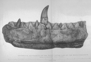 20110520083157Buckland_Megalosaurus_jaw-300x203.jpg