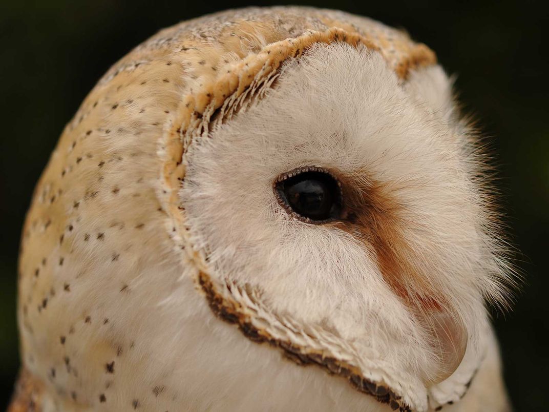 Barn Owl