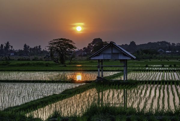Sunset at a rice paddy in Bali. thumbnail