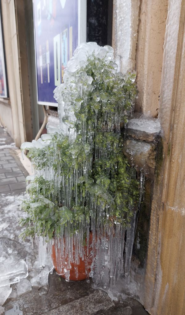 Frozen plant thumbnail