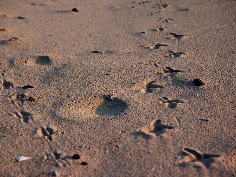 bird tracks. Smithsonian Photo Contest Smithsonian Magazine