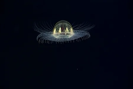"I shall call him Squishy, and he shall be mine." No, wait, that's Finding Nemo.