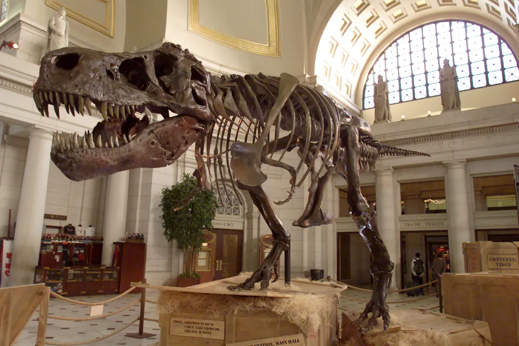 Sue the T. rex