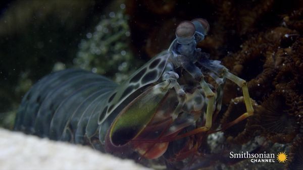 Preview thumbnail for Watch This Male Mantis Shrimp Dance to Attract a Mate