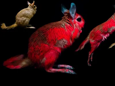 New research finds that springhares, hopping rodents native to southern Africa, glow under UV light.