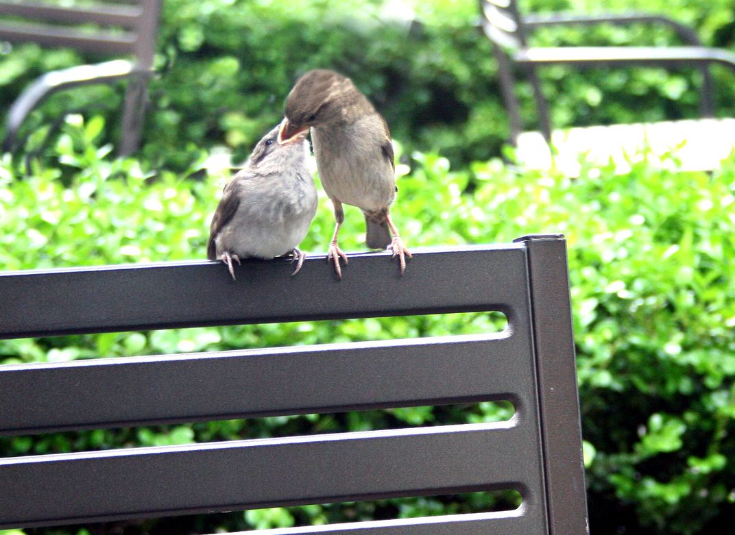 Sitting at a local coffee shop,where I occasionally feed the birds crumbs, This mother fed her ...