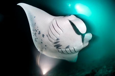 After the manta ray filters out the tiny plankton from the water it ingests, the excess water exits through the dark gill slits on the ray&#39;s ventral side.&nbsp;