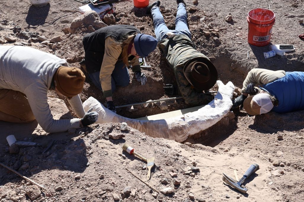 Researchers bending over a tusk on the ground