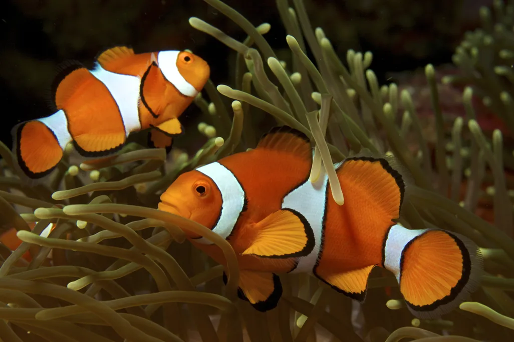 Two common clownfish, one facing left and one facing right, swim in a golden anemone