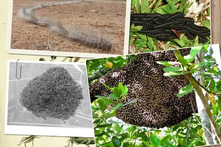 Many species of insects work together to ensure safety while on the move or to defend their homes.