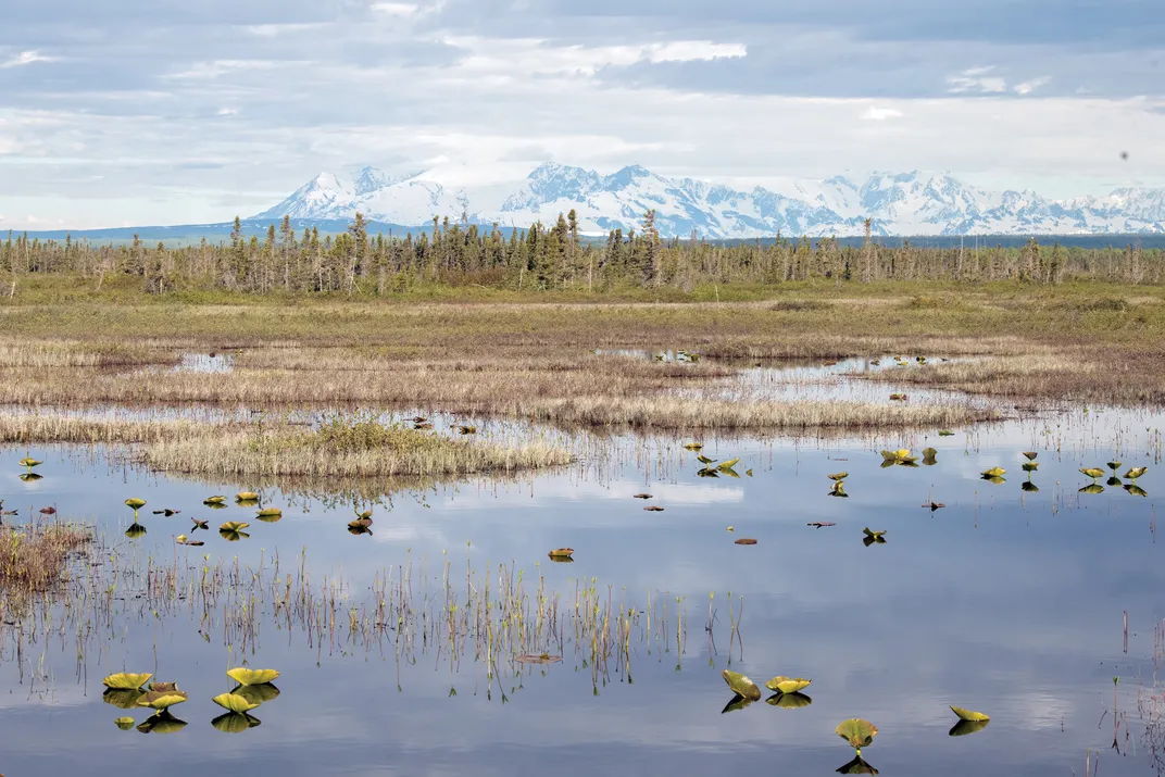 Alaskan bog