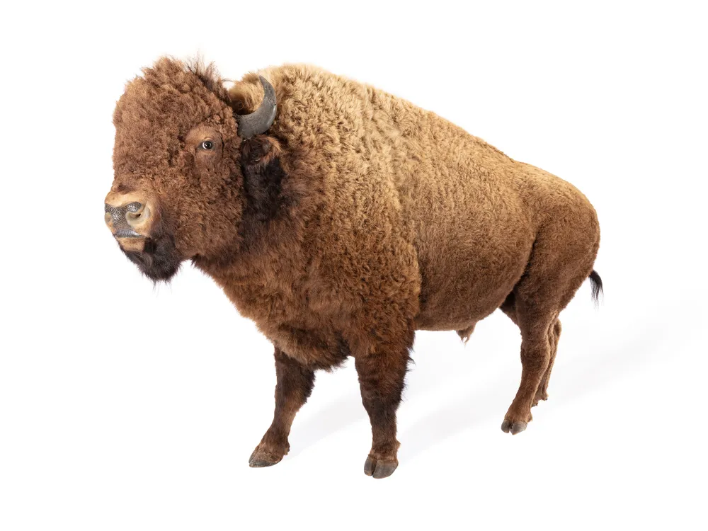NMNH-2026-00475.jpg