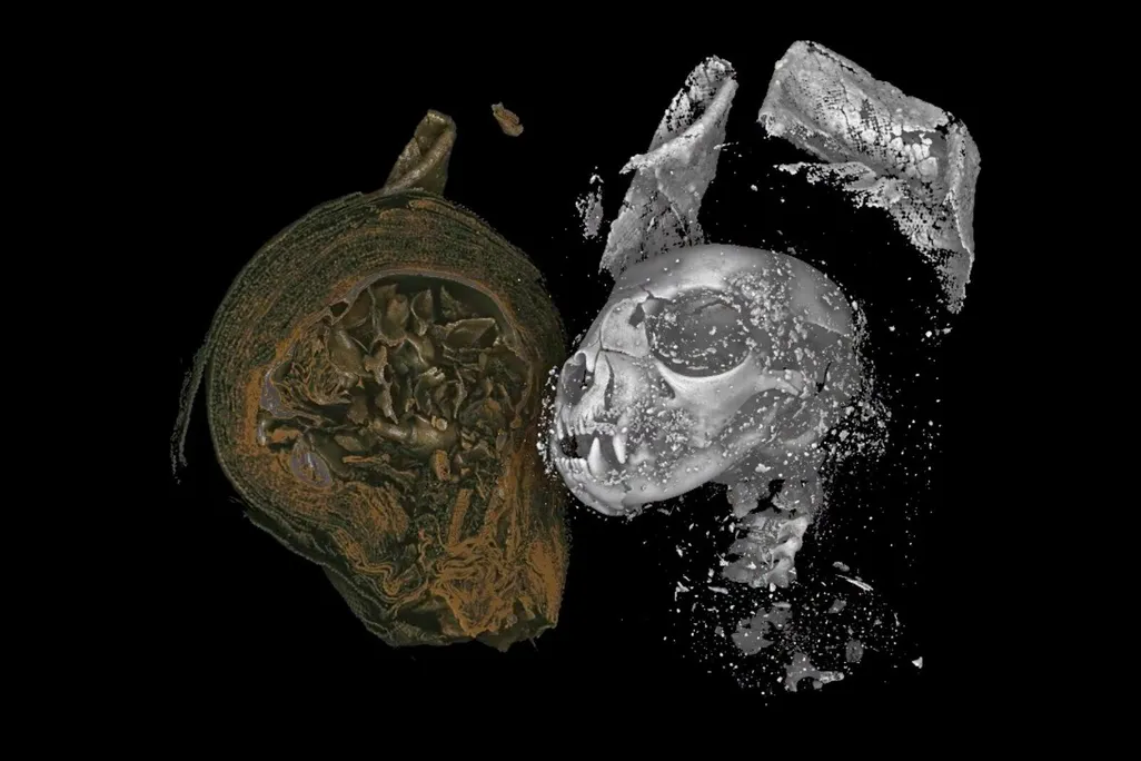 cat skull