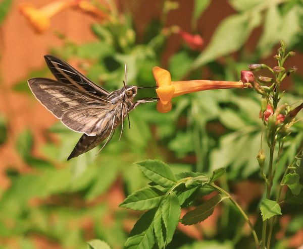 A sphinx moth feeding thumbnail