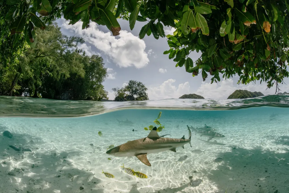 a brown shark swims underwater among other fish, with the image split between the underwater and above water scenes