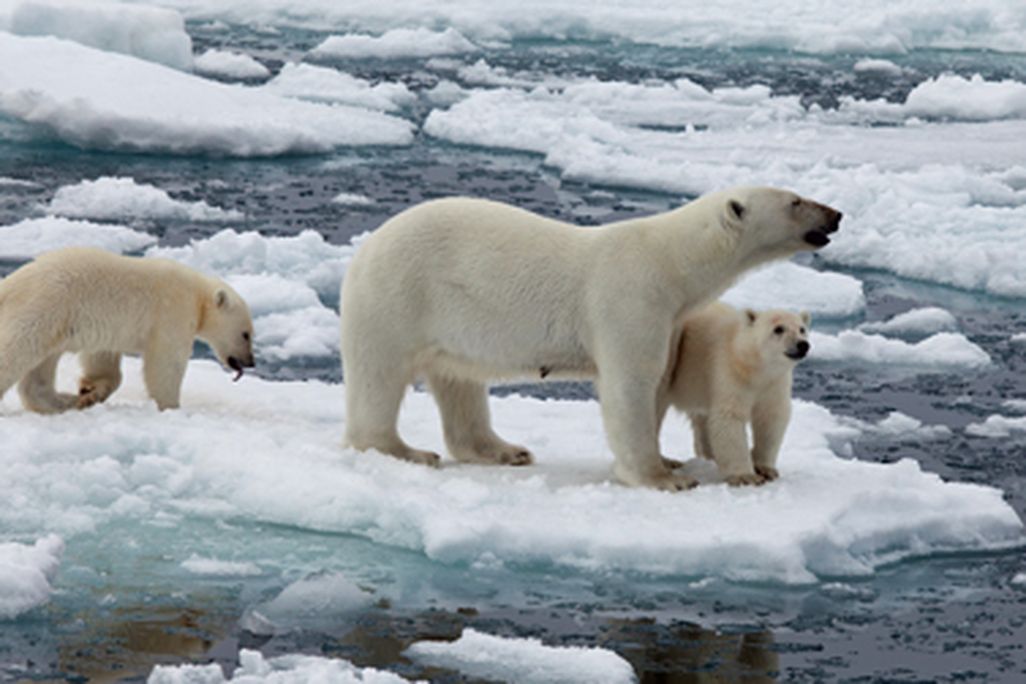 20120420020043Arctic-3993-thumb.jpg