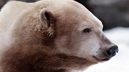 Artist Nickolay Lamm’s depiction of a polar-grizzly hybrid