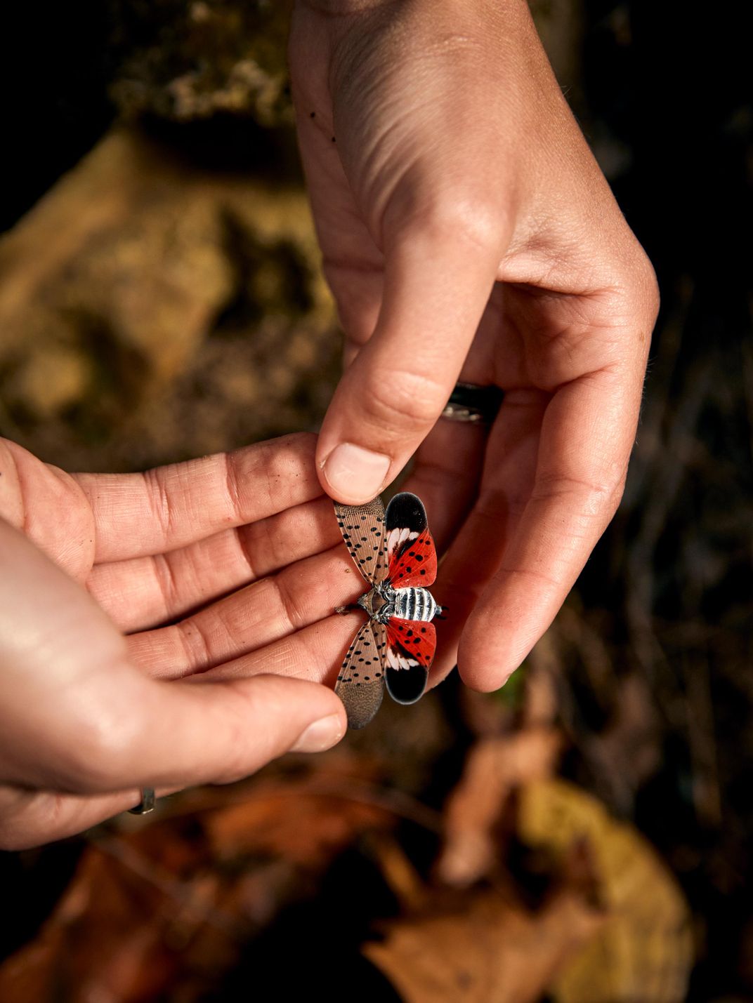 The Spotted Lantern Fly