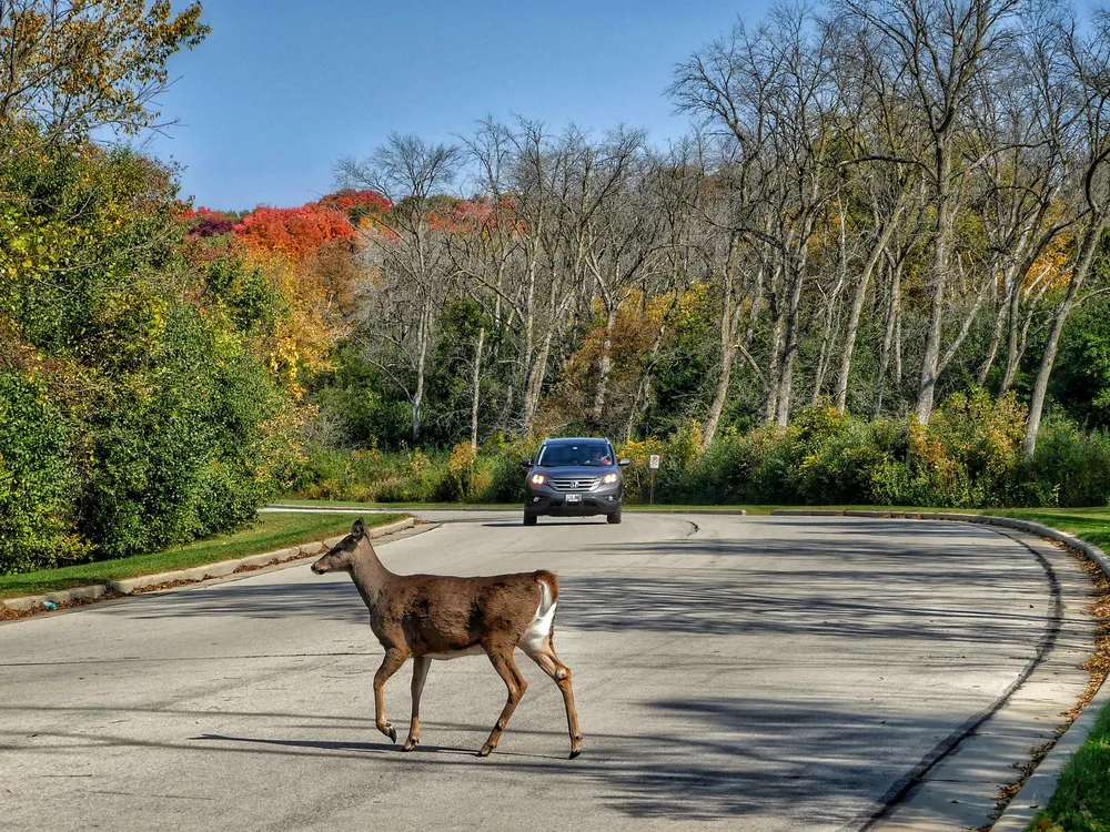 A photograph of a deer walking across the road while a car approaches