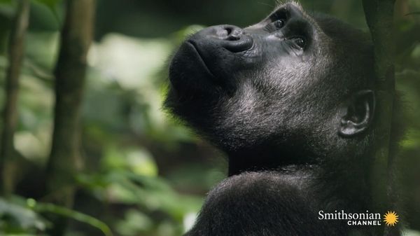 Preview thumbnail for How Ecotourism Can Save Both Gabon’s Forests and Its Gorillas