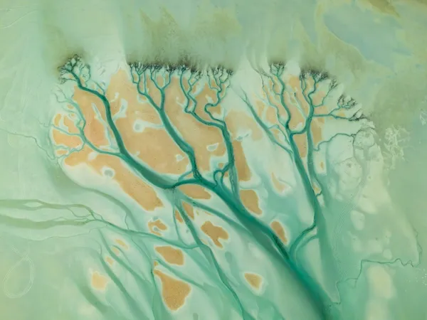 Branches of the Sea thumbnail