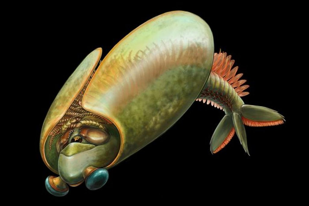 illustrated arthropod like a curled-up taco shell, it has a three-pronged tail out the back and two large blue eyes