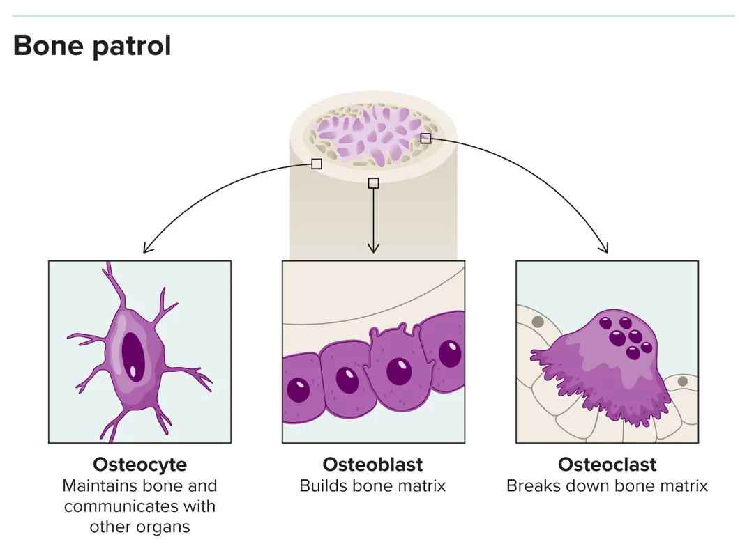 Bone Cell Types