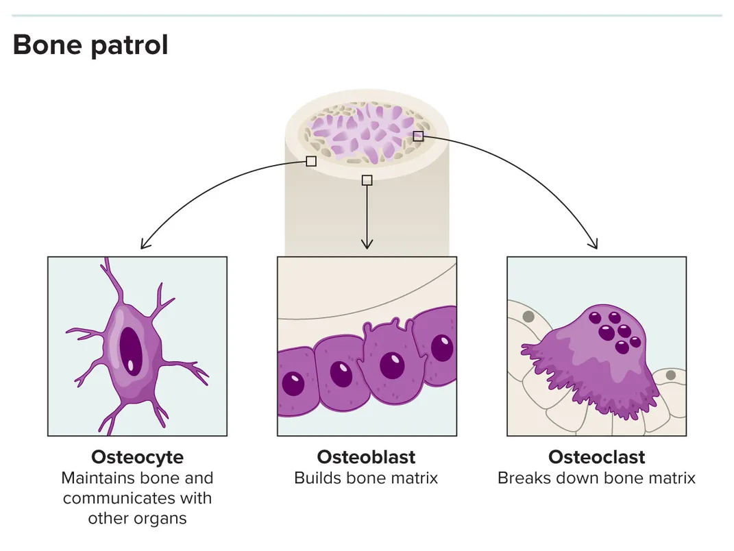 bone cells