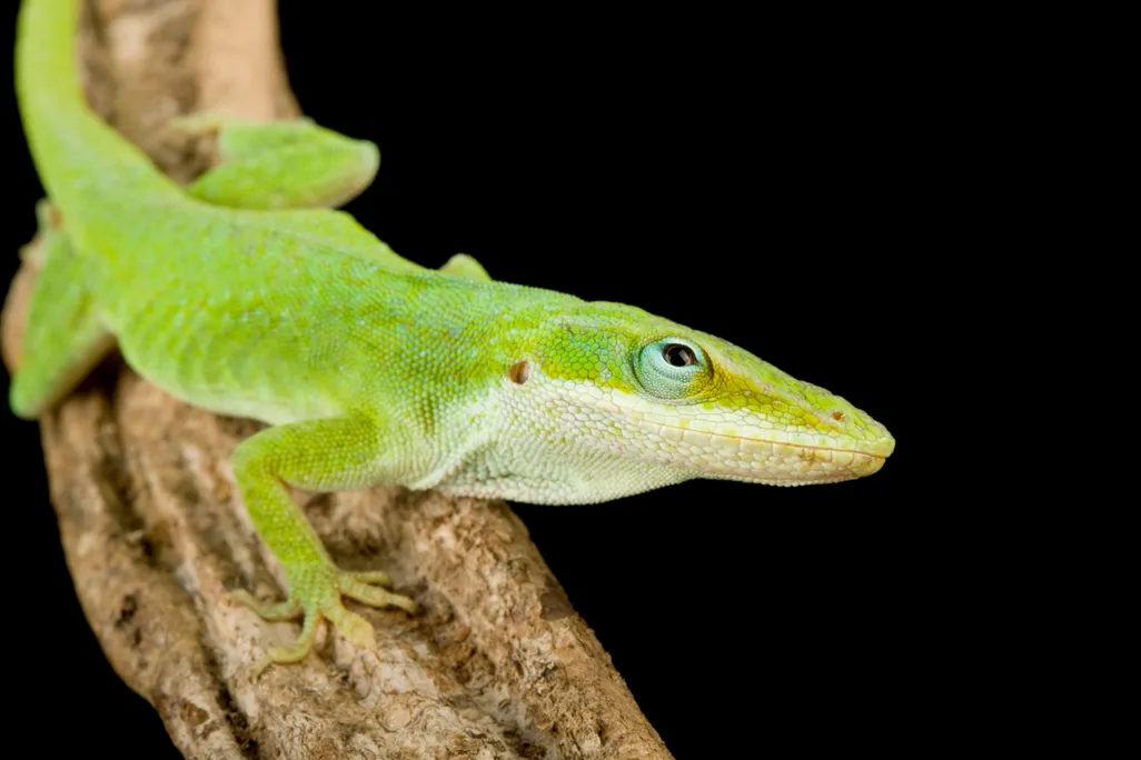 anole