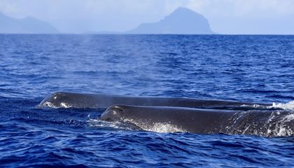 In the New Movie 'Whalefall,' a Cetacean Swallows a Diver Whole. The Sperm Whale's Remarkable Anatomy and Feeding Habits Shape the Survival Thriller