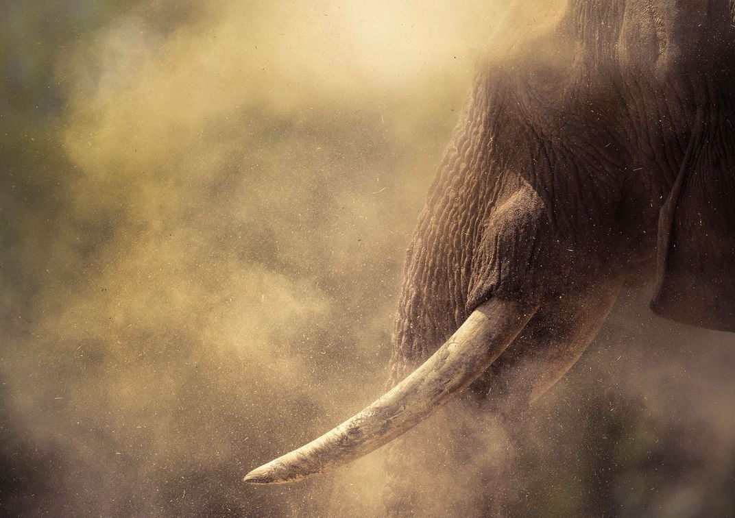 elephant tusk and head in a cloud of dust