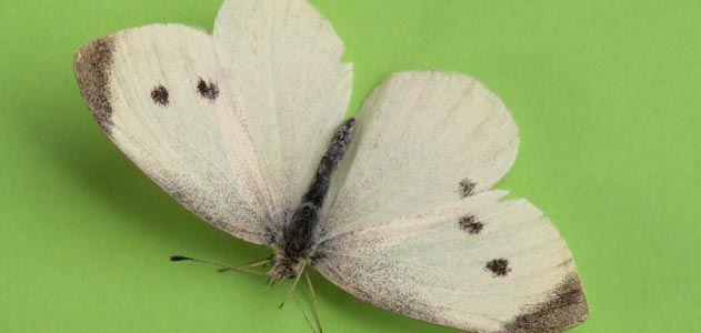 Cabbage white butterfly