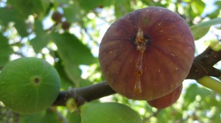 Figs like this one, so ripe it's bursting, dangle by the millions along the roadsides near Izmir and Aydin.