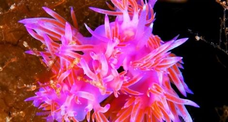 A marine sea slug