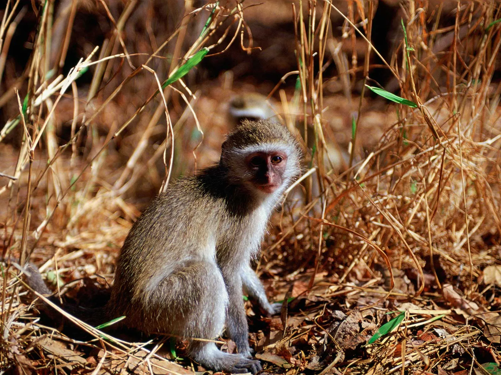 Monkeys can adapt by changing their diet •