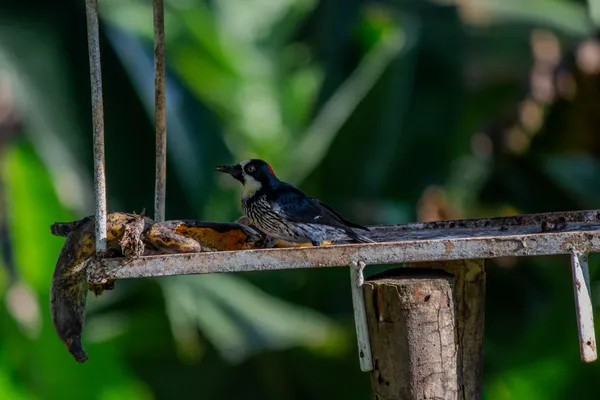 The Banana Woodpecker thumbnail