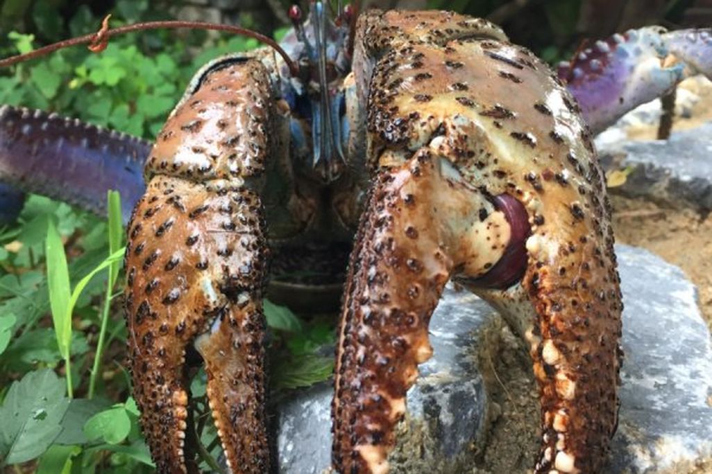 Coconut Crab