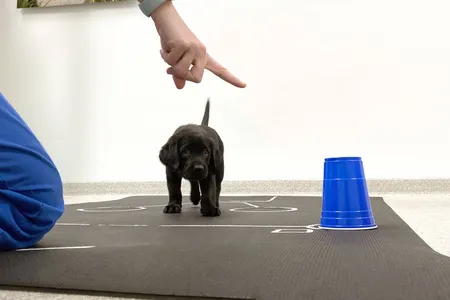 A young puppy responds to a human pointing to a treat during an experiment conducted by scientists at the University of Arizona.
