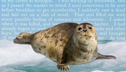 How a Dead Seal Sparked Theodore Roosevelt's Lifelong Passion for Conservation