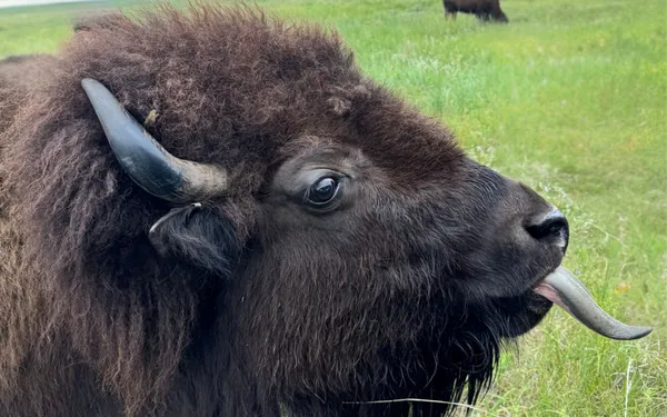 Tongue Out on the Plains thumbnail